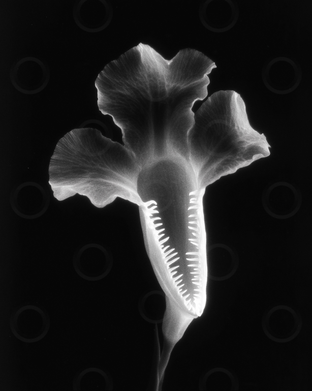 Monochrome flower bloom with serrated core