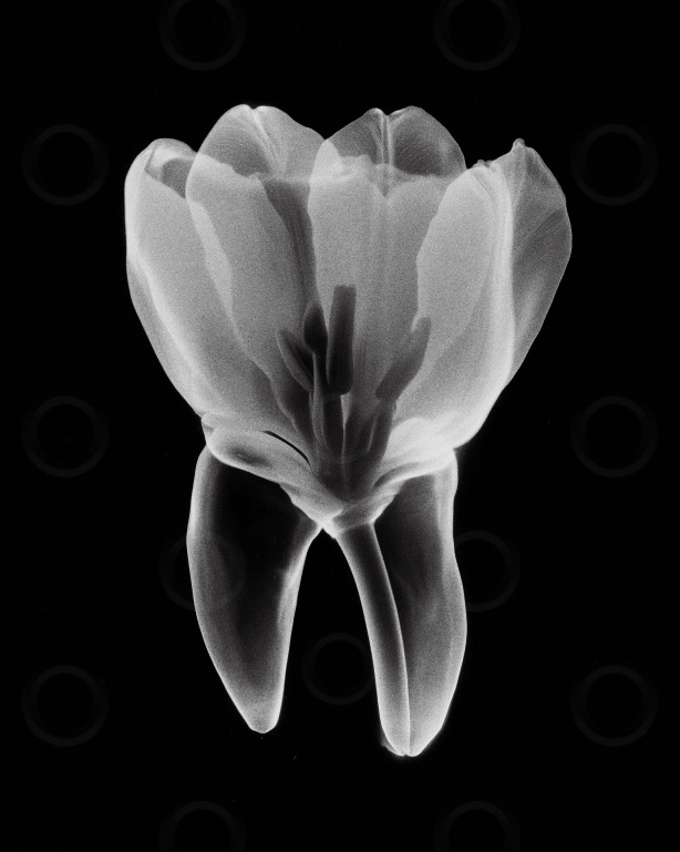 Monochrome tooth morphing into a flower bloom.