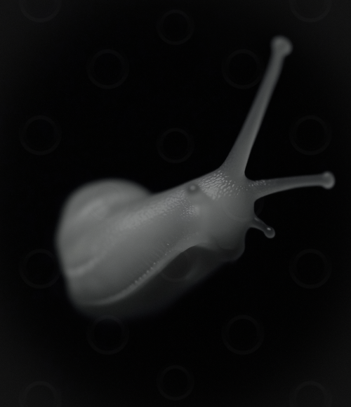 Monochrome snail on a black background.
