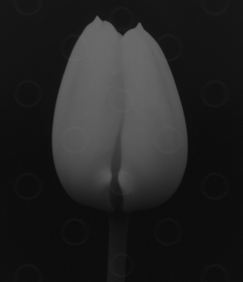 Monochrome white lily on a black background.