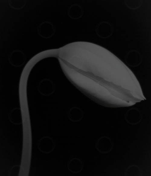 Monochrome white lily on a black background.