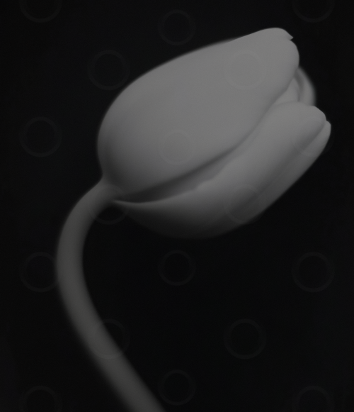 Monochrome white lily on a black background.