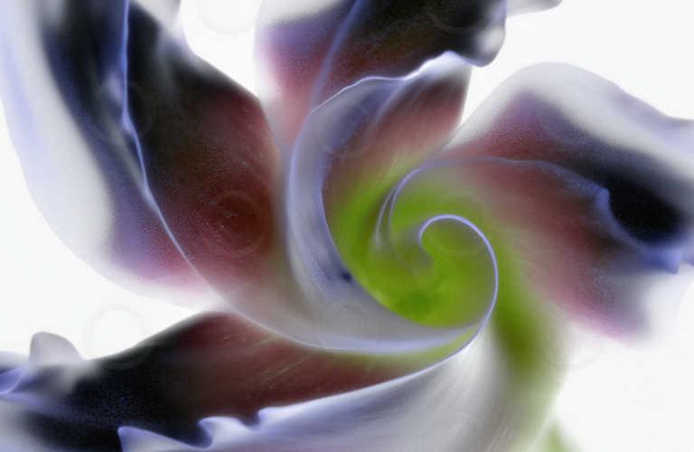 Digitally enhanced flower with green and purple colours.