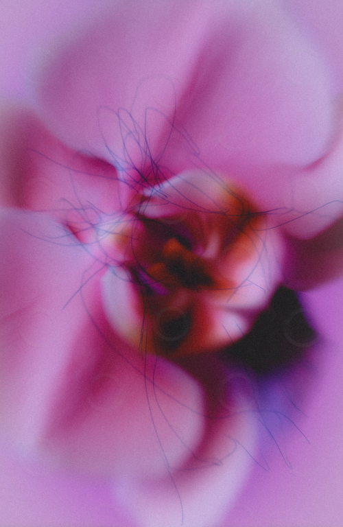 Close-up of a pink orchid flower with overlayed scribbles.