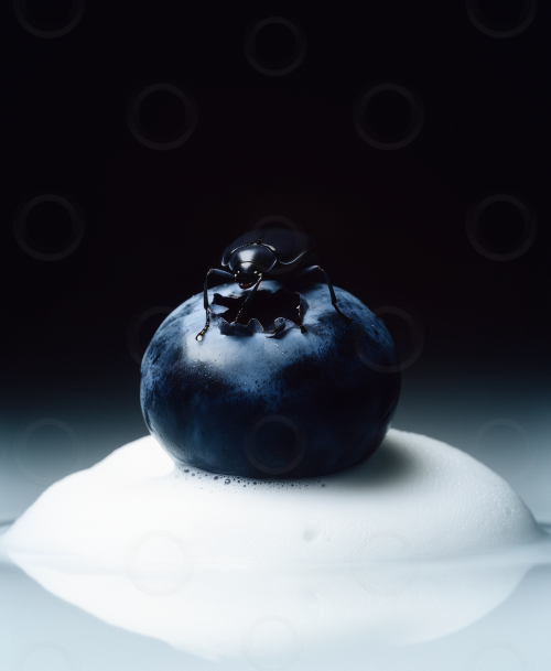 A beetle on a blueberry with foam beneath it with dramatic studio lighting.