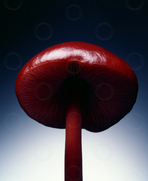 A red toadstool with dramatic studio lighting.