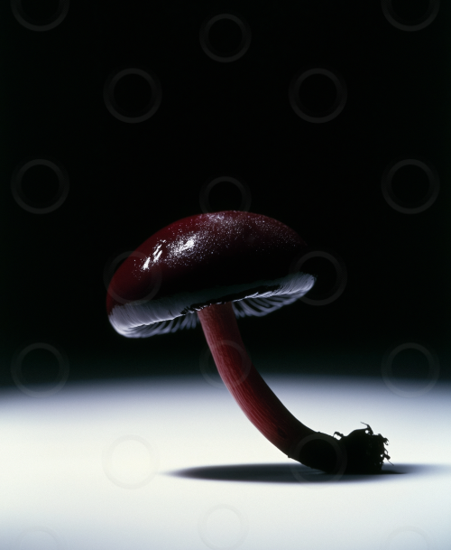 A red toadstool with dramatic studio lighting.